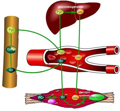 Effects of Rumen-Protected Creatine Pyruvate on Meat Quality,  Hepatic Gluconeogenesis, and Muscle Energy Metabolism of Long-Distance Transported Beef Cattle